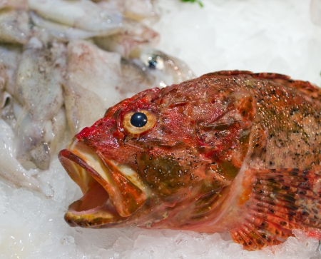 red fish sea food on ice backgroundの写真素材