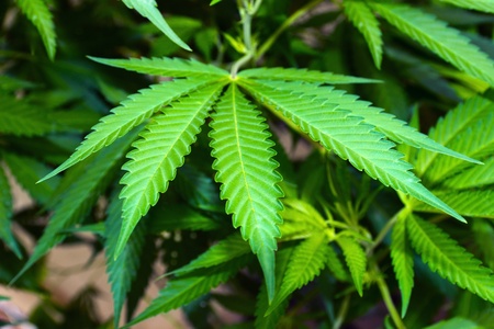 big cannabis marijuana plant detail の写真素材