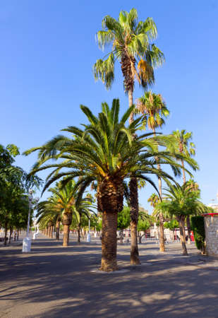 streets view palm trees on Barcelona city  Spainの写真素材