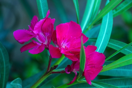 Oleander pink spring flowers leaf