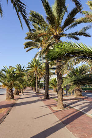 Palm tree on blue sky on street Barcelona, SPAINの写真素材