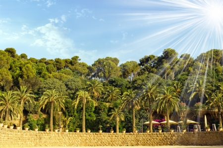 Palm trees and stone wall in the park Guell  Barcelona landmark, Spain の写真素材