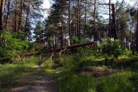 green forest with pine trees.