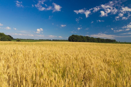 Wheat growth field nature background  landscapeの写真素材