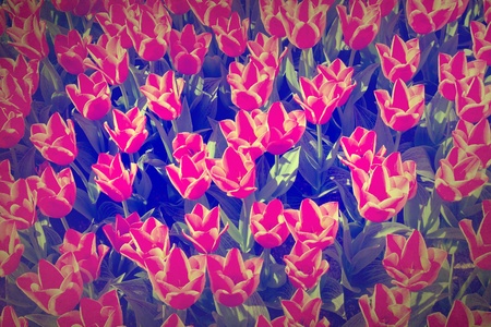 Tulips field red flower grunge background の写真素材