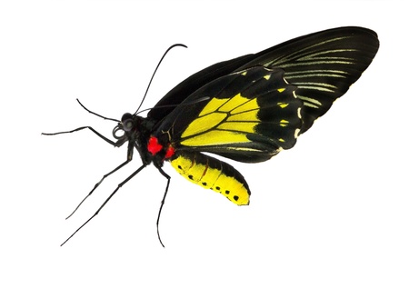 black yellow butterfly isolated on white backgroundの写真素材