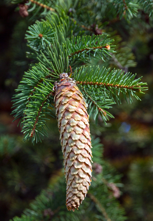 Pine cone with branch green background decorationの写真素材