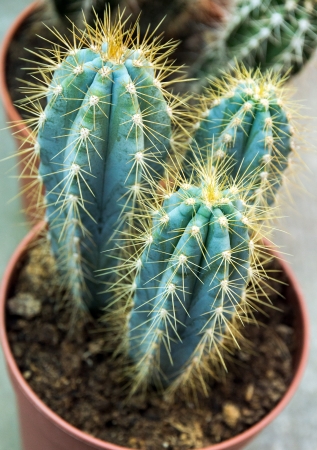 cactuses set in pot nature backgroundの写真素材