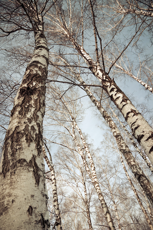 top trees branches birch in skyの写真素材