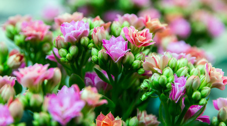 bouquet rose flower in pot floral
