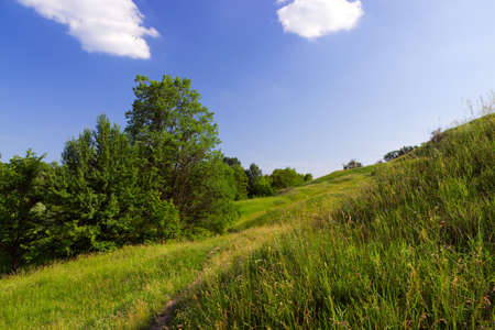 Green grass meadow, tree and blue sky.の写真素材