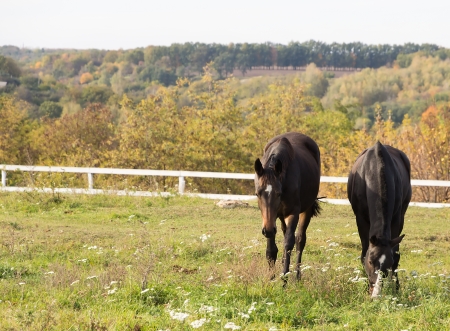 horse brown on pasture vintage retro styleの写真素材