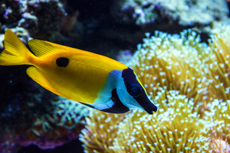 yellow fish under water between reefの写真素材