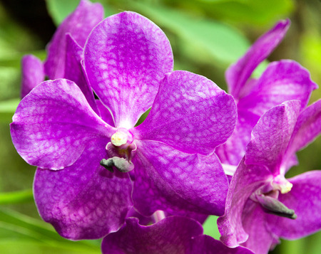 tropical flowers orchid blossom