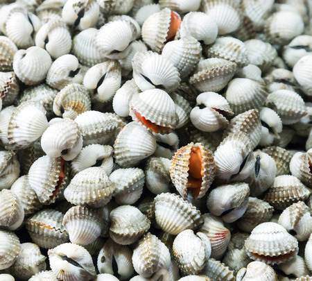 Closeup fresh raw Surf clam background - sea food BBQ