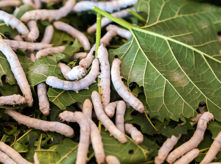 Silkworm Walking in the Mulberry Green Leaf natureの写真素材