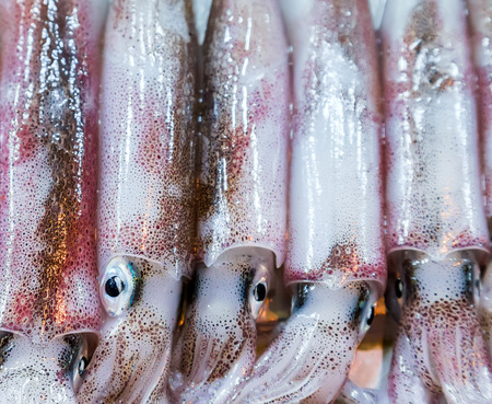 Fresh squid on the sea market
