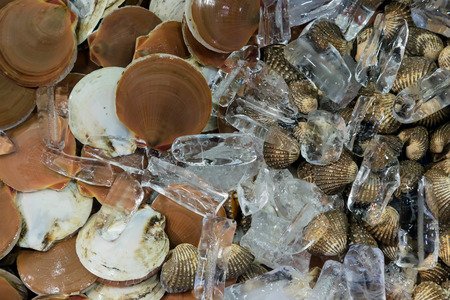 scallop shell on ice exposition sea market. Seafood on iceの写真素材