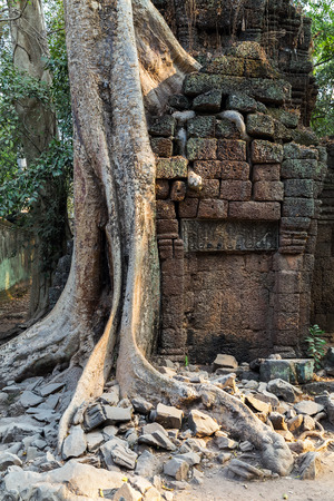 banyan tree roots in ruin Ta Prohm, part of Khmer temple complex, Asia. Siem Reap, Cambodia. Ancient Khmer architecture in jungle.の写真素材