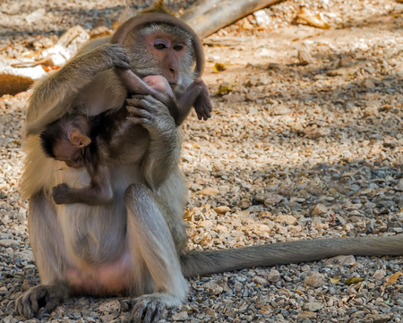 Macaque Monkey familyの写真素材