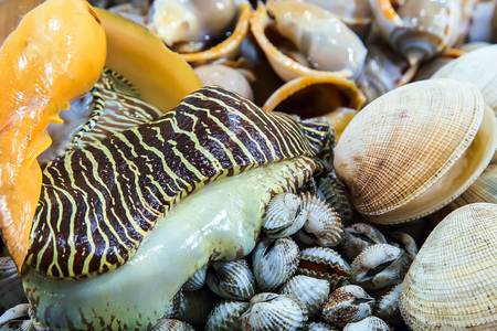 set Sea Shells at street market. Seafood, background Sea food