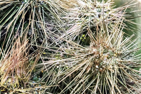 sea urchin with large needles wildlife