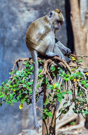 care Macaque Monkey in forestの写真素材