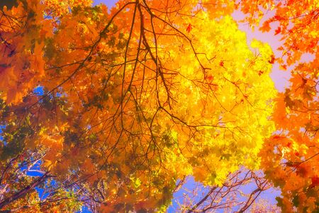 Falls Autumn Leaves branch background