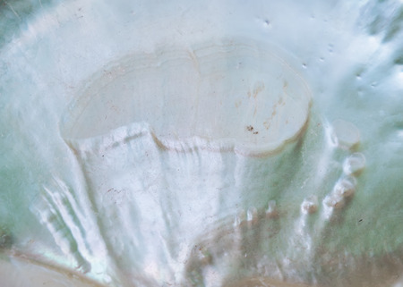 mother-of-pearl seashell macro background texture pattern