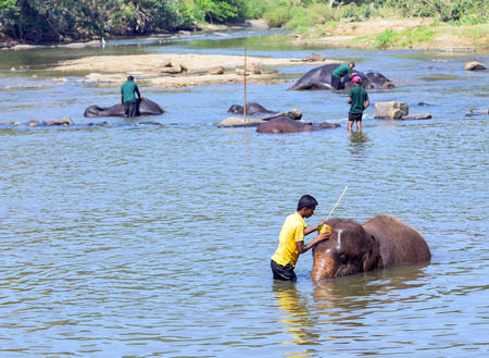 PINNAWELA, SRI LANKA - FEBRUARY 03, 2016: Elepants Bathing in River in the Pinnawela Elephant Orphanage in Pinnawela, Sri Lanka.のeditorial素材