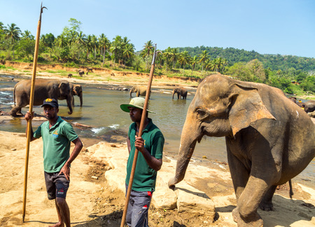 PINNAWELA, SRI LANKA - FEBRUARY 03, 2016: Elepants Bathing in River in the Pinnawela Elephant Orphanage in Pinnawela, jungle Sri Lanka.のeditorial素材