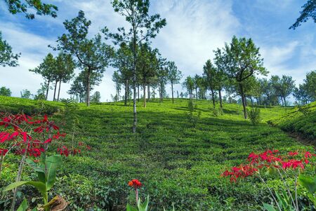 green tea leaf, Tea plantations - Landscape with green fields of tea in Sri Lanka