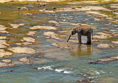 leisure Asia Elephants tropical summer in riverの写真素材
