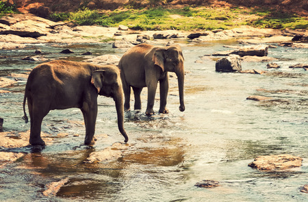 Elephants herd attraction river water - vintage nature backgroundの写真素材