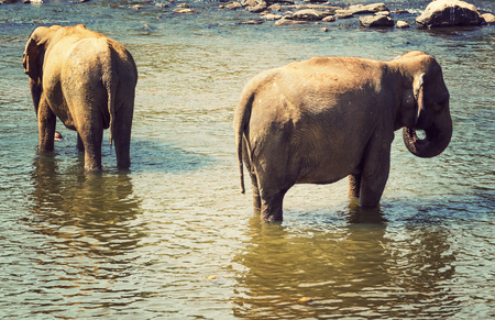 leisure elephant in river outdoor Bathing Elephants. vintage nature backgroundの写真素材