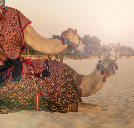 vintage nature background Camel lay and Bedouin in Dubai Marina beach sandの写真素材