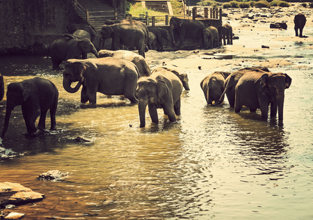 Asian Elephant Family in Water - nature backgroundの写真素材