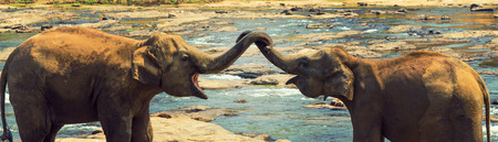Elephant bath in the river Sri Lanka, Ceylon, North Central Province, Pinnawela vintage nature backgroundの写真素材