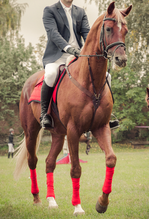 Portrait of a show jumping horse, jockey galloping between two jump.の写真素材