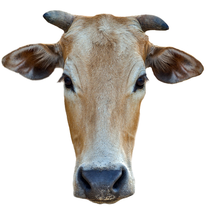 portrait head cow isolated on white backgroundの写真素材