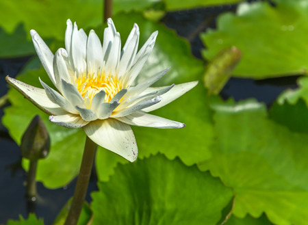 Water white lily lotus bloom flower bud in the poolの写真素材