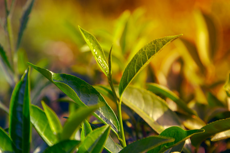 Green tea leaves background, mountain tea bushes plantation in Sri Lankaの写真素材