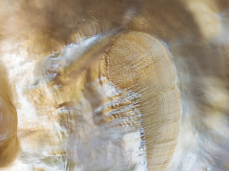 Abstract pattern of pearls background mother-of-pearl. Seashell