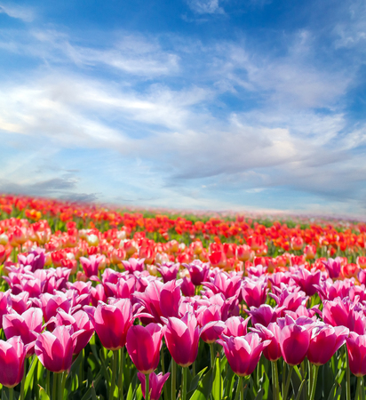 Panorama Tulip field blossom on a spring sunny dayの写真素材