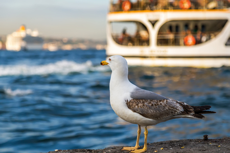 Passenger ferry ship on the Gulf Golden Horn, Sea front landscape of Istanbul historical part, Turkey famous city. seagull standing on stone.の写真素材