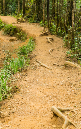 Forest landscape, mountain road Worlds End in Horton Plains National Park Sri Lanka.の写真素材