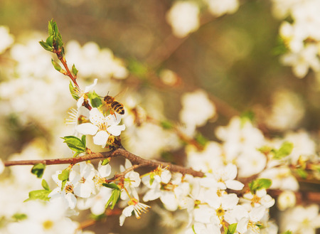 White cherry blossoms flowers branch Spring abstract, Honey bee flyingの写真素材
