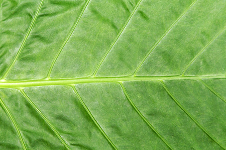 Tropical jungle leaf leaves Nature spring concept background.