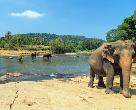 Side view of the elephants herd attraction river, Pinnawala elephant orphanage, Sri Lankaの写真素材