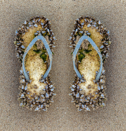 Summer fun time, Seashells in flip flops on the sandy beach, shells collection from the seashore on seascape background.の写真素材
